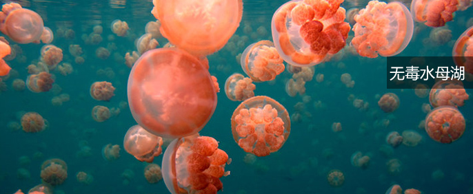 无毒水母