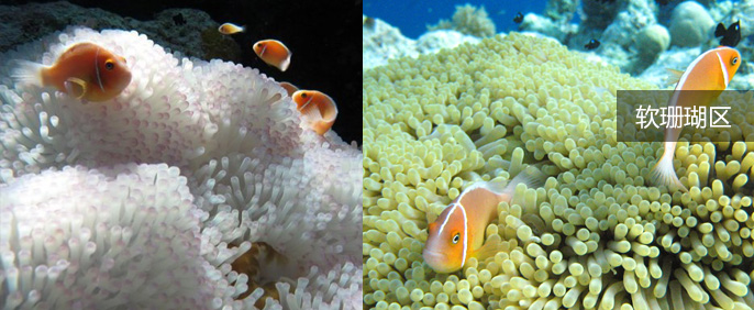 软珊瑚区