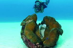 帕劳百年干贝城