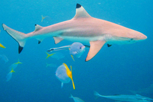 帕劳帕劳鲨鱼城