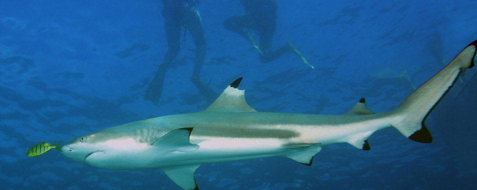 帕劳海底大断层的大鲨鱼