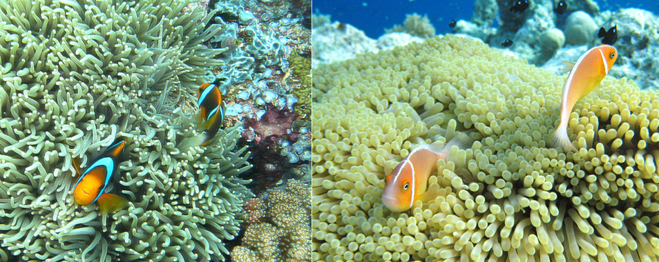 帕劳海底大断层景点