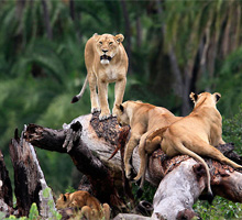肯尼亚暑假旅游线路